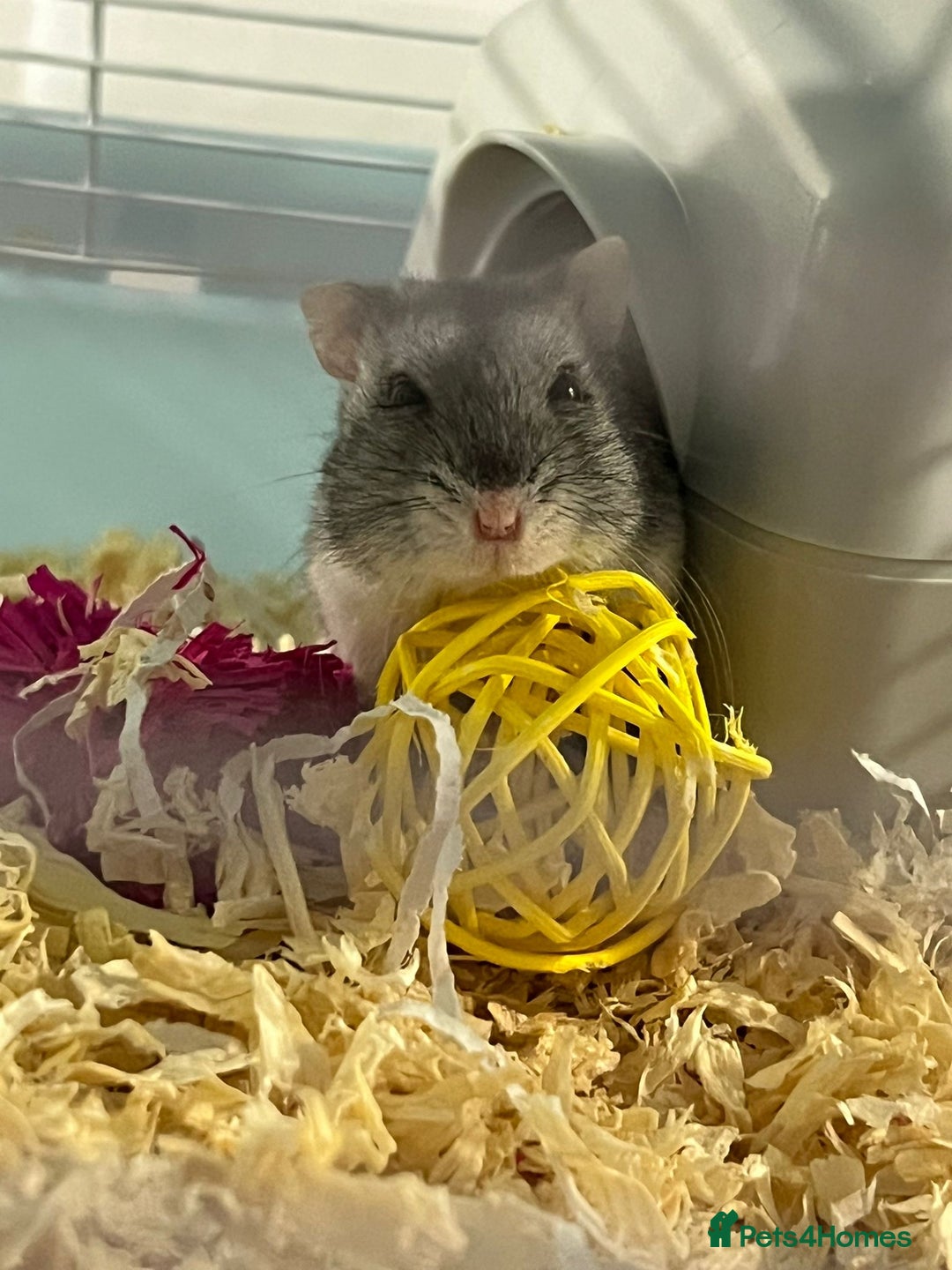 Hamster rodents for sale: Need my female hamster Clover Rehomed 🥺 - Image 2
