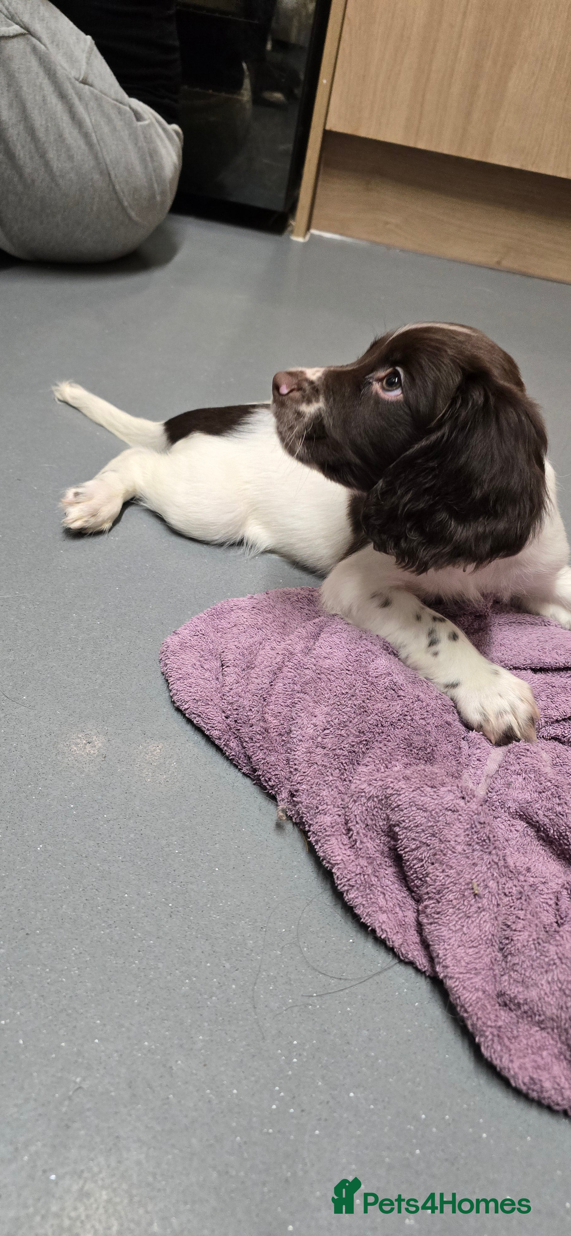 English Springer Spaniel dogs English Springer Spaniel Puppies  - Advert 2