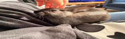Continental Giant rabbits for sale: Beautiful black continental  - Advert 2