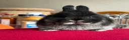 Netherland Dwarf rabbits for sale: Netherland dwarfs for sale  - Advert 3