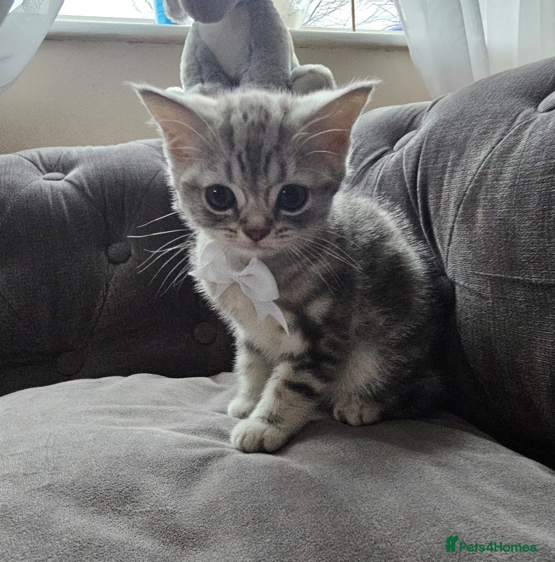 British Shorthair cats for sale: ONE BOY LEFT looking for forever homes - Advert 5