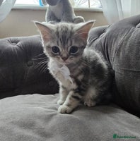 British Shorthair cats Adorable Silver Kittens looking for forever homes - Advert 2