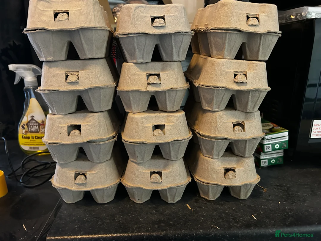 Ducks poultry for sale: Welsh Harlequin Hatching Duck Eggs - Advert 4