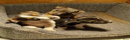 Jack Russell dogs for sale: Exceptional miniature jack russels - Advert 9