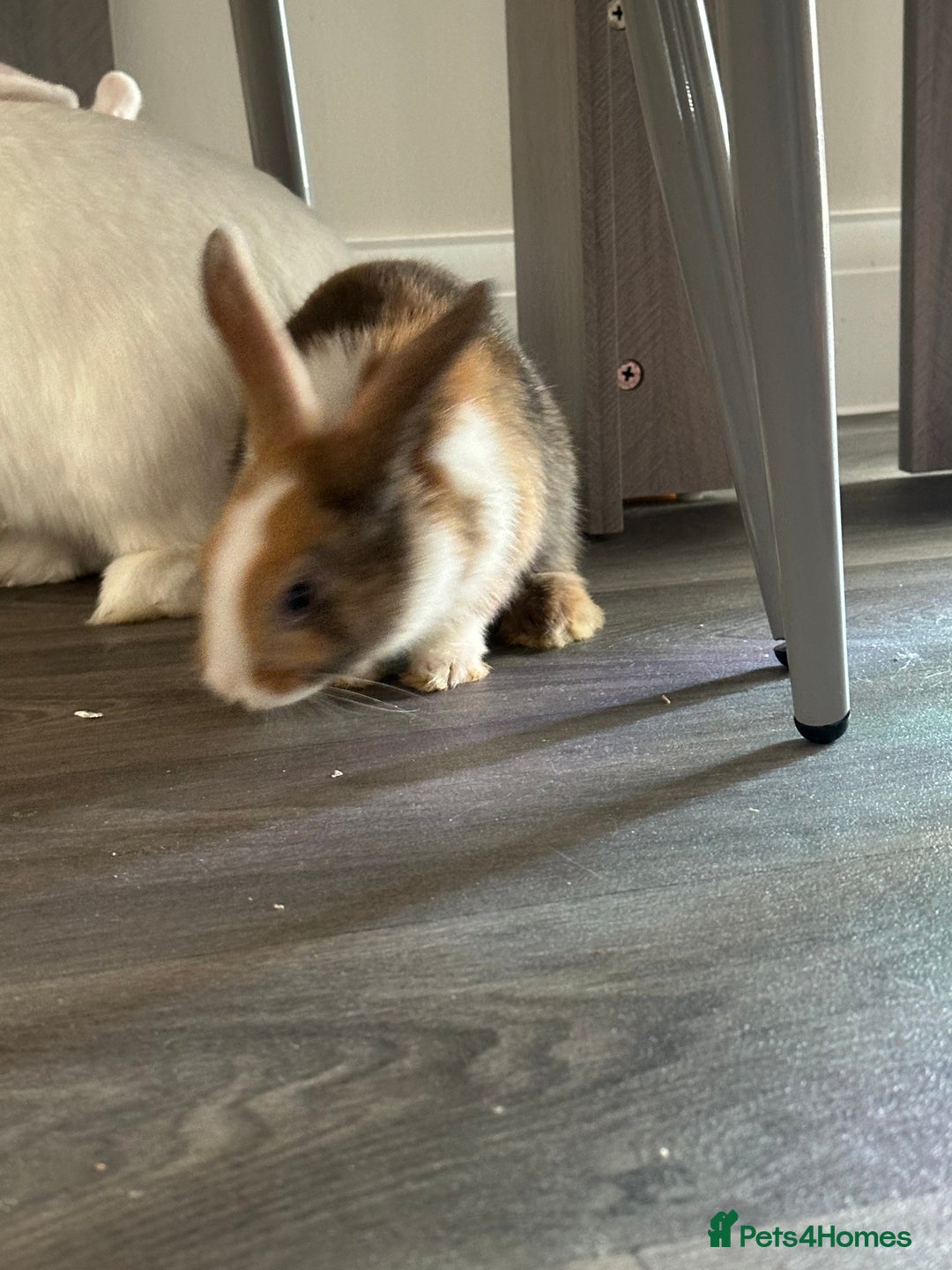 Mixed Breed rabbits for sale: Beautiful bunnies - Advert 9