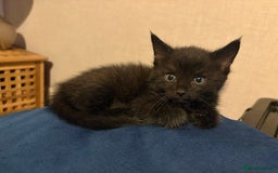 Mixed Breed cats for sale: 3 Black Ghost Tabby Kittens - Image 8