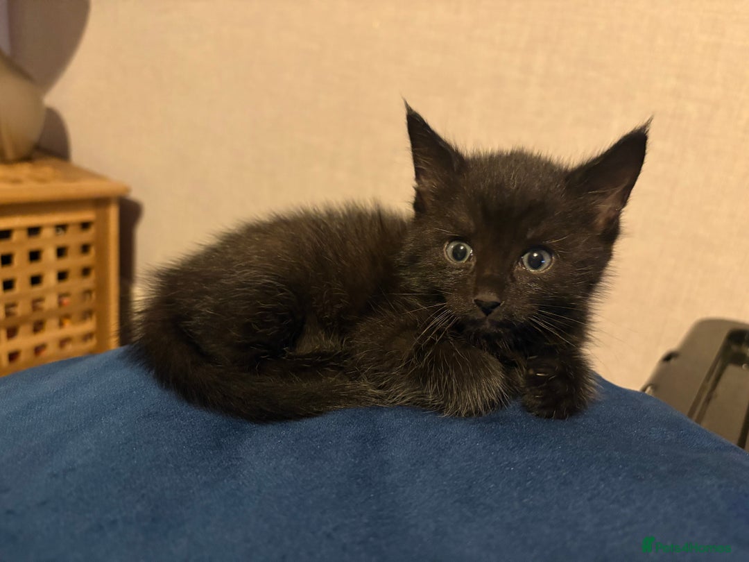Mixed Breed cats for sale: 3 Black Ghost Tabby Kittens - Image 8