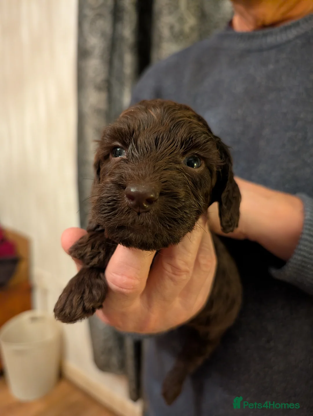 Cockapoo dogs for sale: 2 beautiful F2 cockapoos in Martock - Advert 2