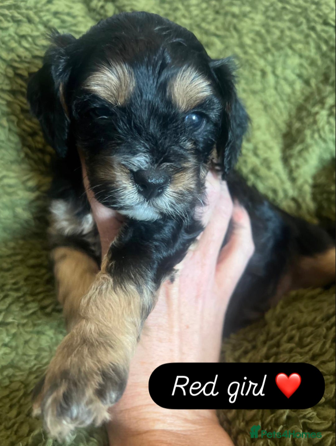 Cavapoo dogs for sale: Beautiful F1 cavapoos phantom 3 girls left 💜💖❤️ - Image 3