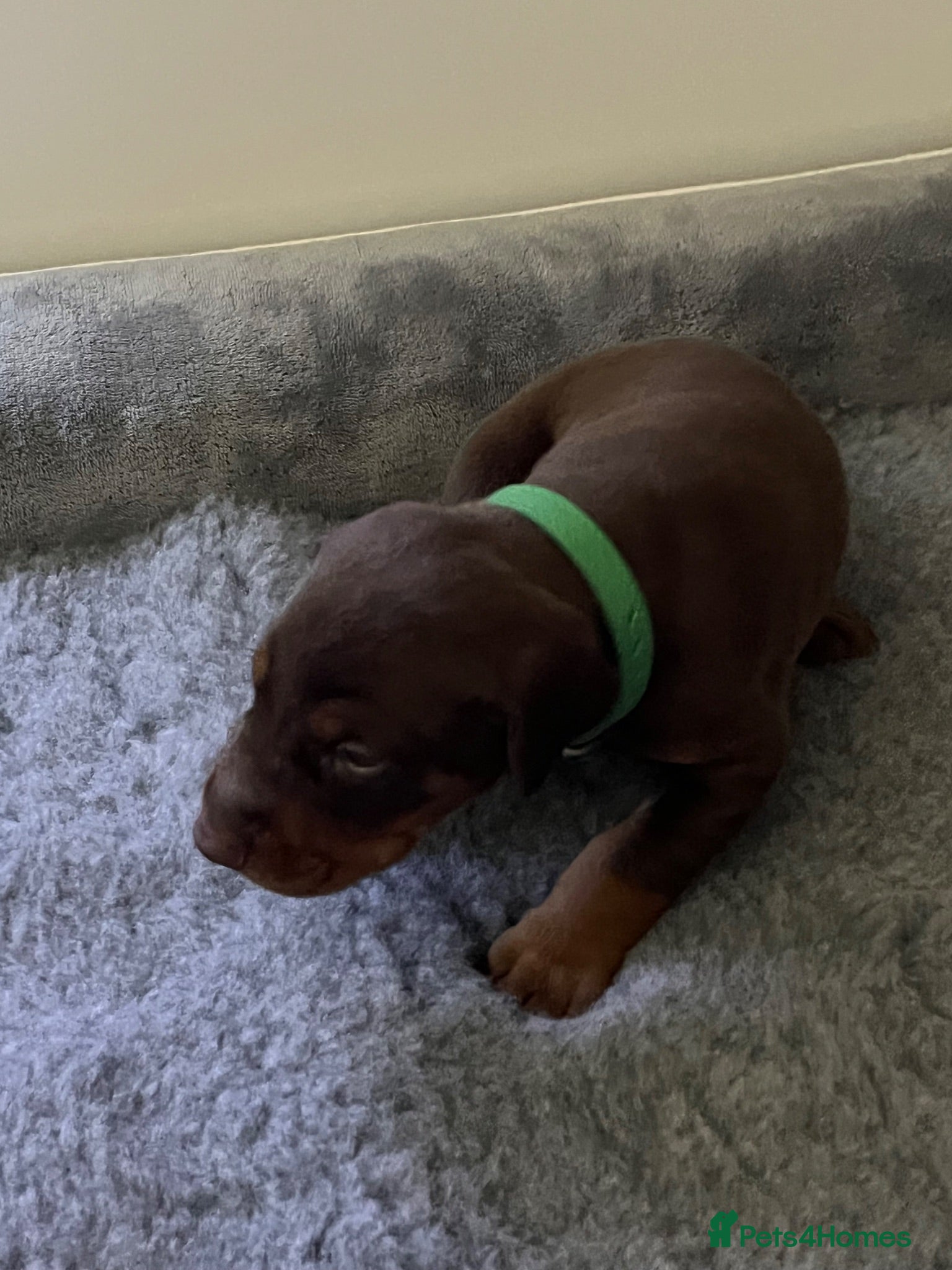 Dobermann dogs 🏆 Exceptional KC Registered Dobermann Puppies 🏆 - Advert 2