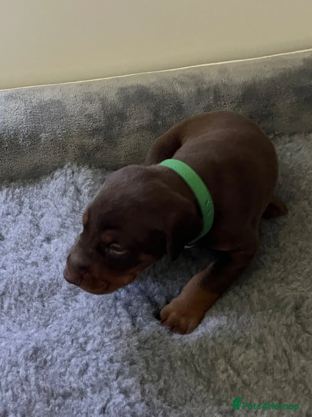 Dobermann dogs for sale: 🏆 Exceptional KC Registered Dobermann Puppies 🏆 - Advert 2