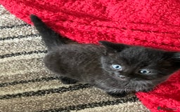 Mixed Breed cats for sale: 4 beautiful playful kittens for sale - Image 2