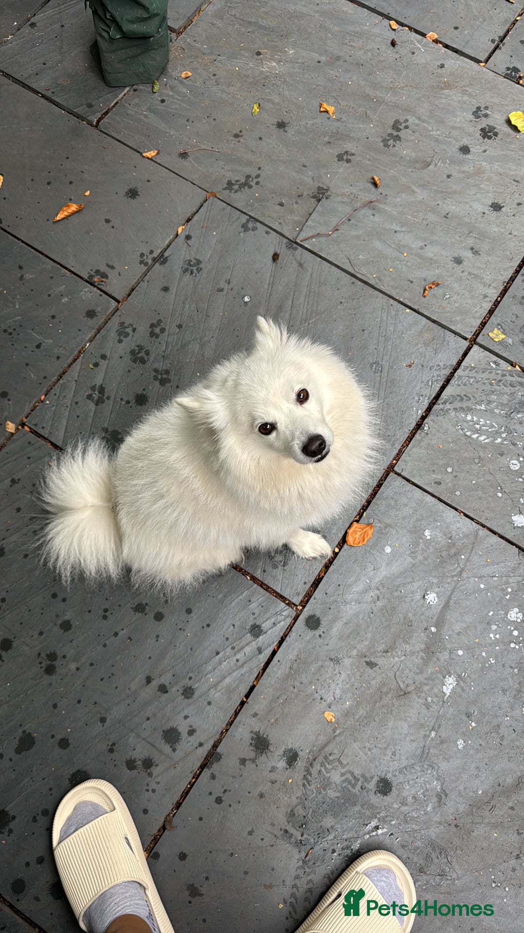 Japanese Spitz dogs for stud: Looking for a wife for handsome Japanese spitz  - Advert 2