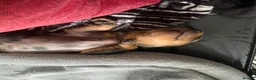 Dachshund dogs for sale: Tri silver dapple dachshunds ❤️ - Advert 23