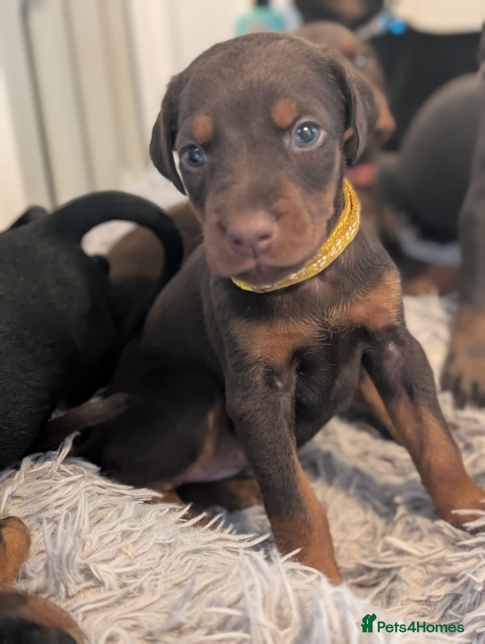 Dobermann dogs European doberman puppies  - Advert 8