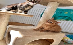 Mixed Breed cats for sale: Amiable bengal mix tabby kittens - Image 7