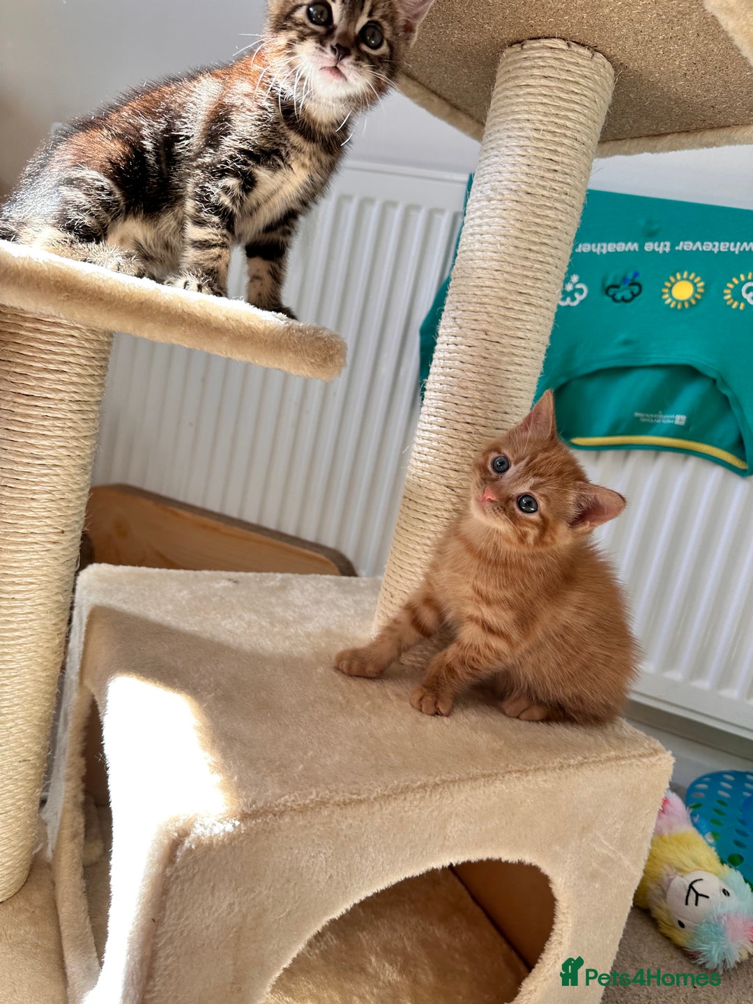 Mixed Breed cats for sale: Amiable bengal mix tabby kittens - Image 7