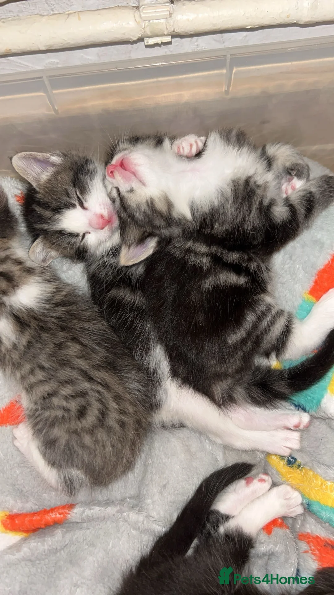 Perdoll cats for sale: Beautiful perdoll babies ❤️ - Advert 9