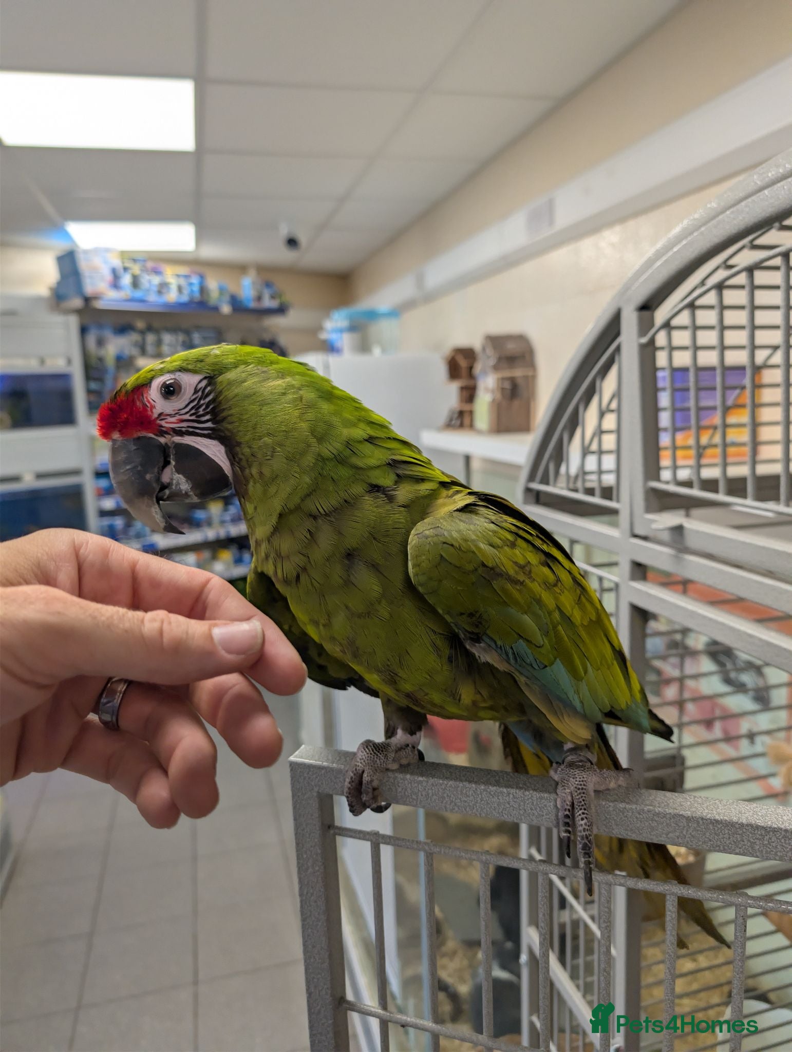 Macaws birds Hand reared military macaw super tame - Advert 2