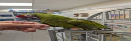 Macaws birds for sale: Hand reared military macaw super tame in Chorley - Advert 1