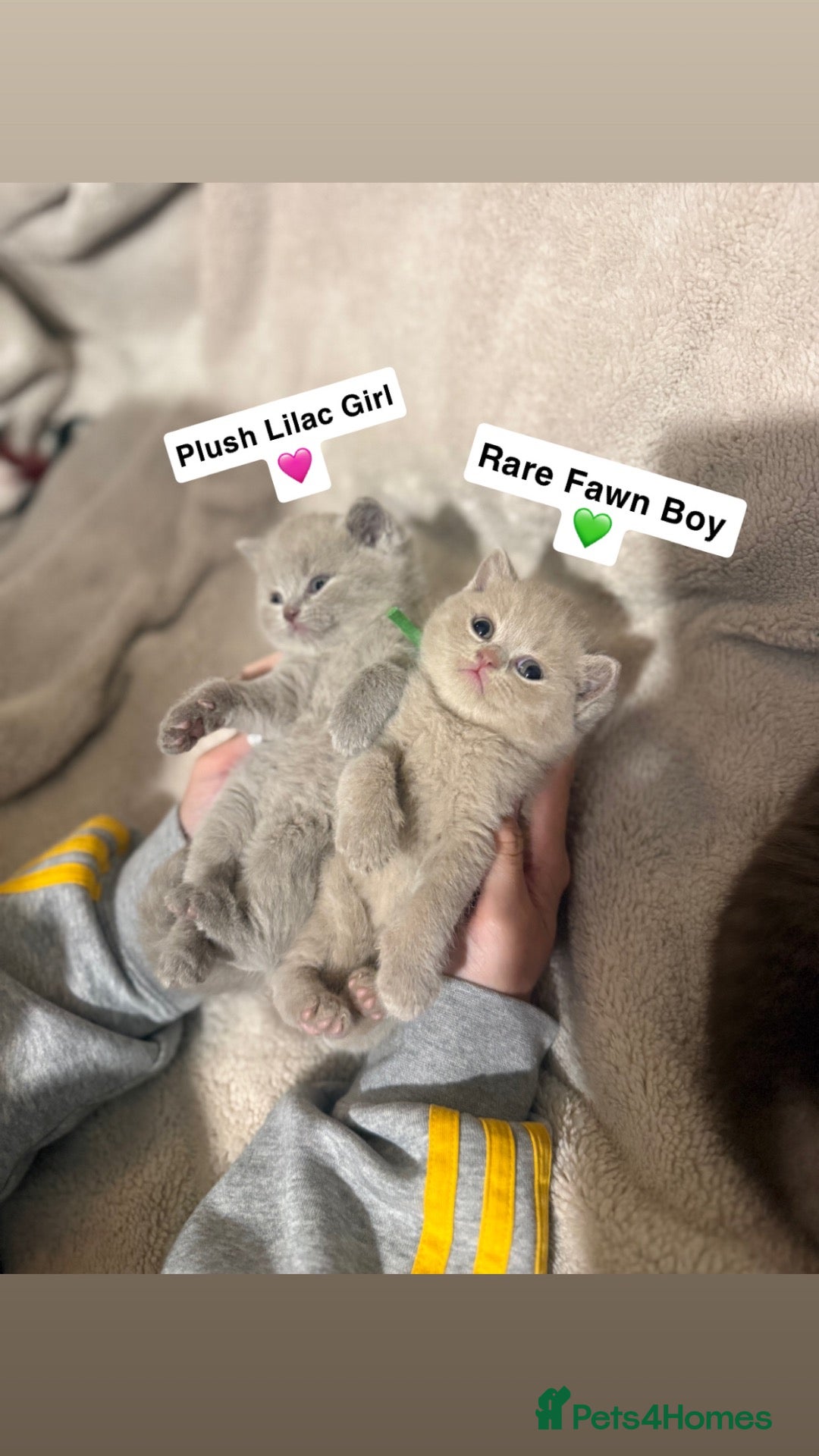 British Shorthair cats Grand Champion Line British Shorthair Kittens - Advert 1