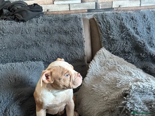 American Bully dogs ABKC REGISTERED Pocket Exotic/Extreme Bully PUPS! - Advert 13