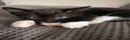 Mixed Breed cats for sale: Main coon X British short hair kittens  in Chessington - Advert 12