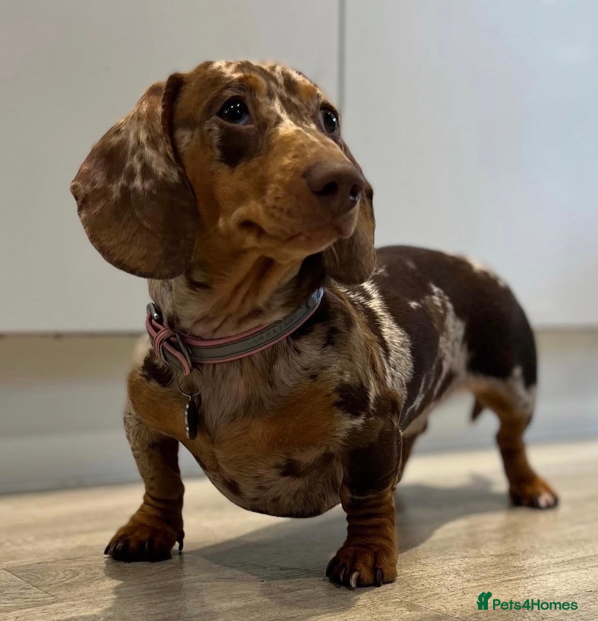 Miniature Dachshund dogs for sale: ⭐️🦋⭐️EXCEPTIONAL QUALITY ⭐️🦋⭐️ - Advert 6