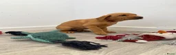 Labrador Retriever dogs for sale: Labrador puppies from a loving family home. - Advert 28