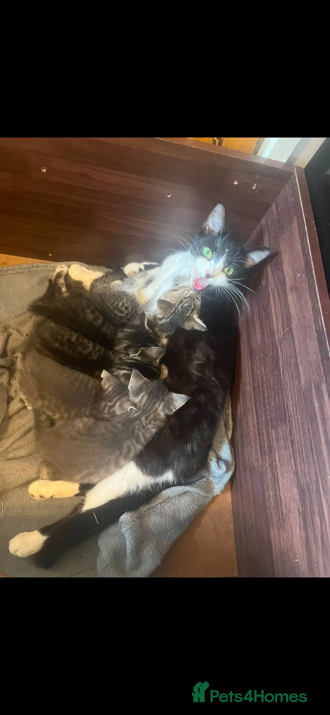 British Shorthair cats for sale: 5 kittens  - Advert 9