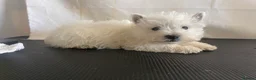 West Highland Terrier dogs for stud: Kc west highland white terrier STUD - Advert 5