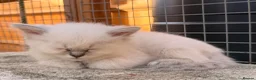 Persian cats for sale: 7 beautiful Persian x Ragdoll kittens - Advert 9