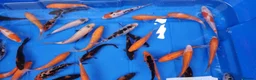Koi Carp fish for sale: 4 to 5 inch Koi Carp mix pond fish in Chorley - Advert 3