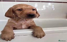 Labrador Retriever dogs for sale: Last Yellow Male available 19th Sept 2025 - Image 6