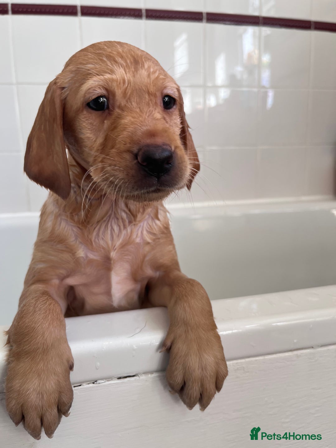 Labrador Retriever dogs for sale: Last Yellow Male available 19th Sept 2025 - Image 6