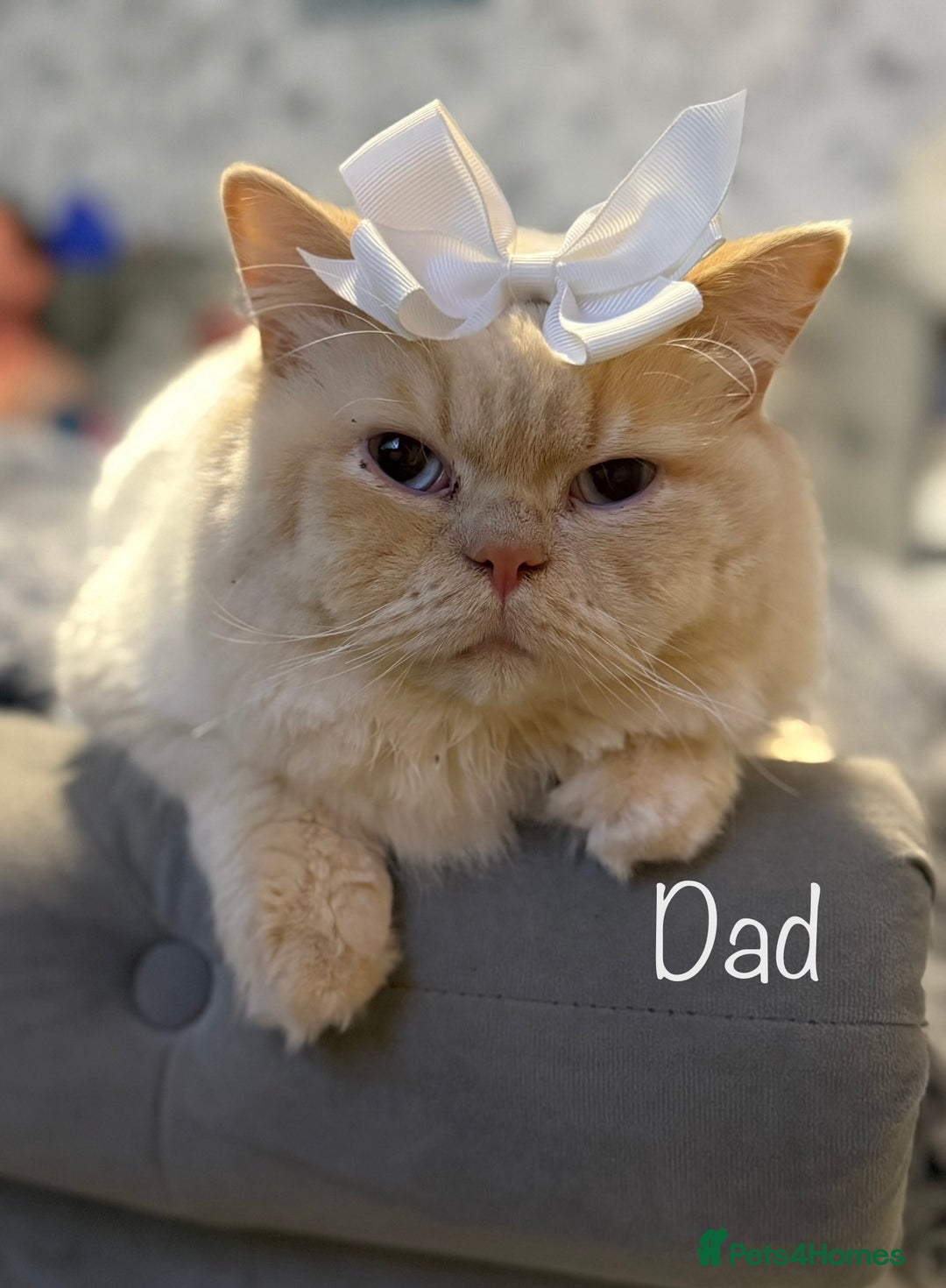 British Shorthair cats for sale: 3 Plush British shorthair kittens ❤️ - Advert 25