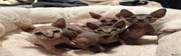 Sphynx cats for sale: Stripy Sphynx kittens - Advert 4