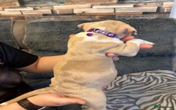 American Bully dogs for sale: 🐾 ABKC Registered Micro/Pocket Bully Puppies! 🐾 - Image 16