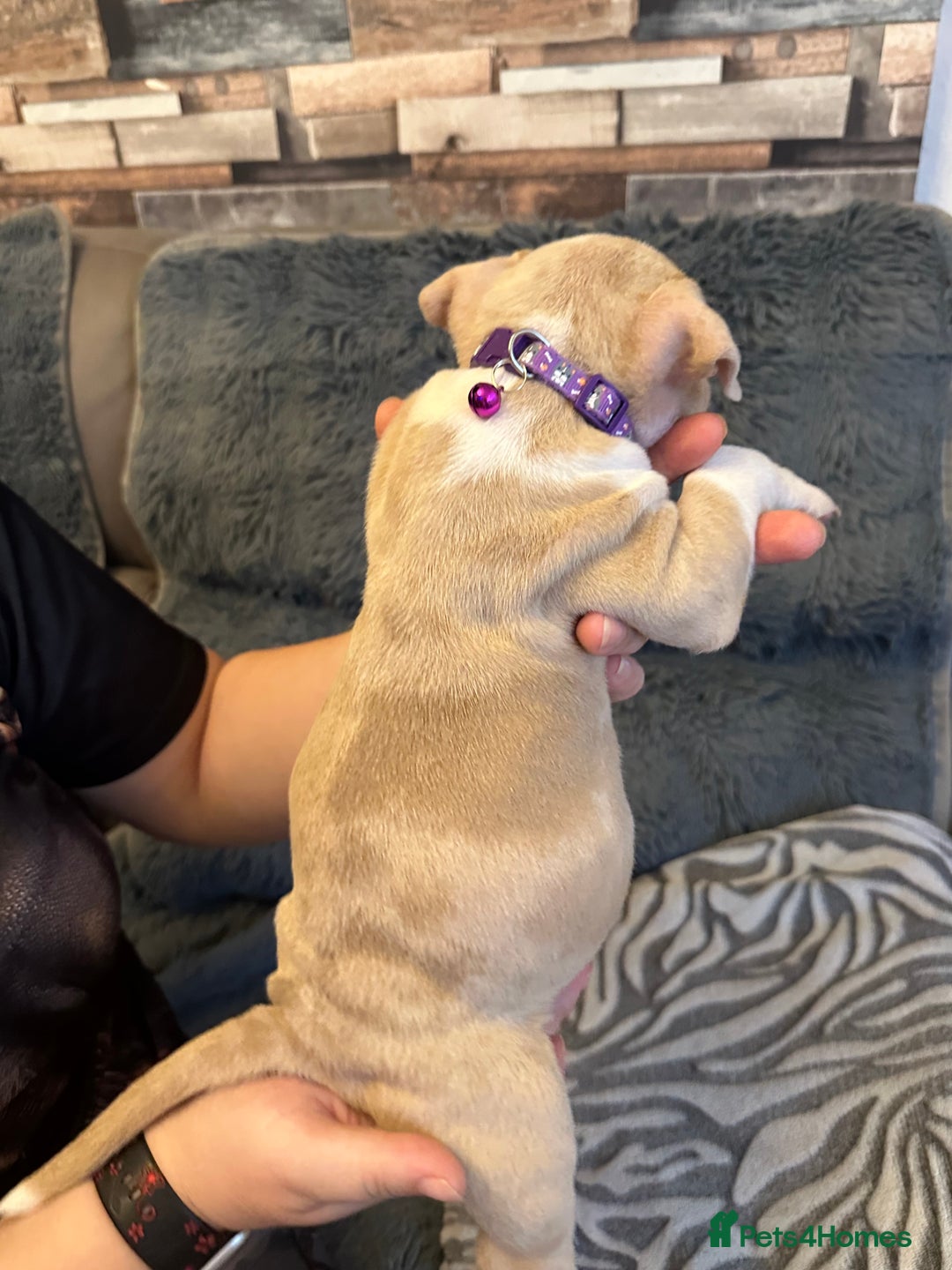 American Bully dogs for sale: 🐾 ABKC Registered Micro/Pocket Bully Puppies! 🐾 - Image 16