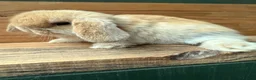 Mini Lop rabbits for sale: MINI LOP BUNNIES - PEDIGREE  - Advert 25