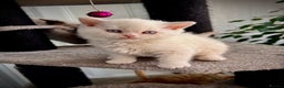 Selkirk Rex cats for sale: SELKIRK REX KITTENS  😻 - Advert 15