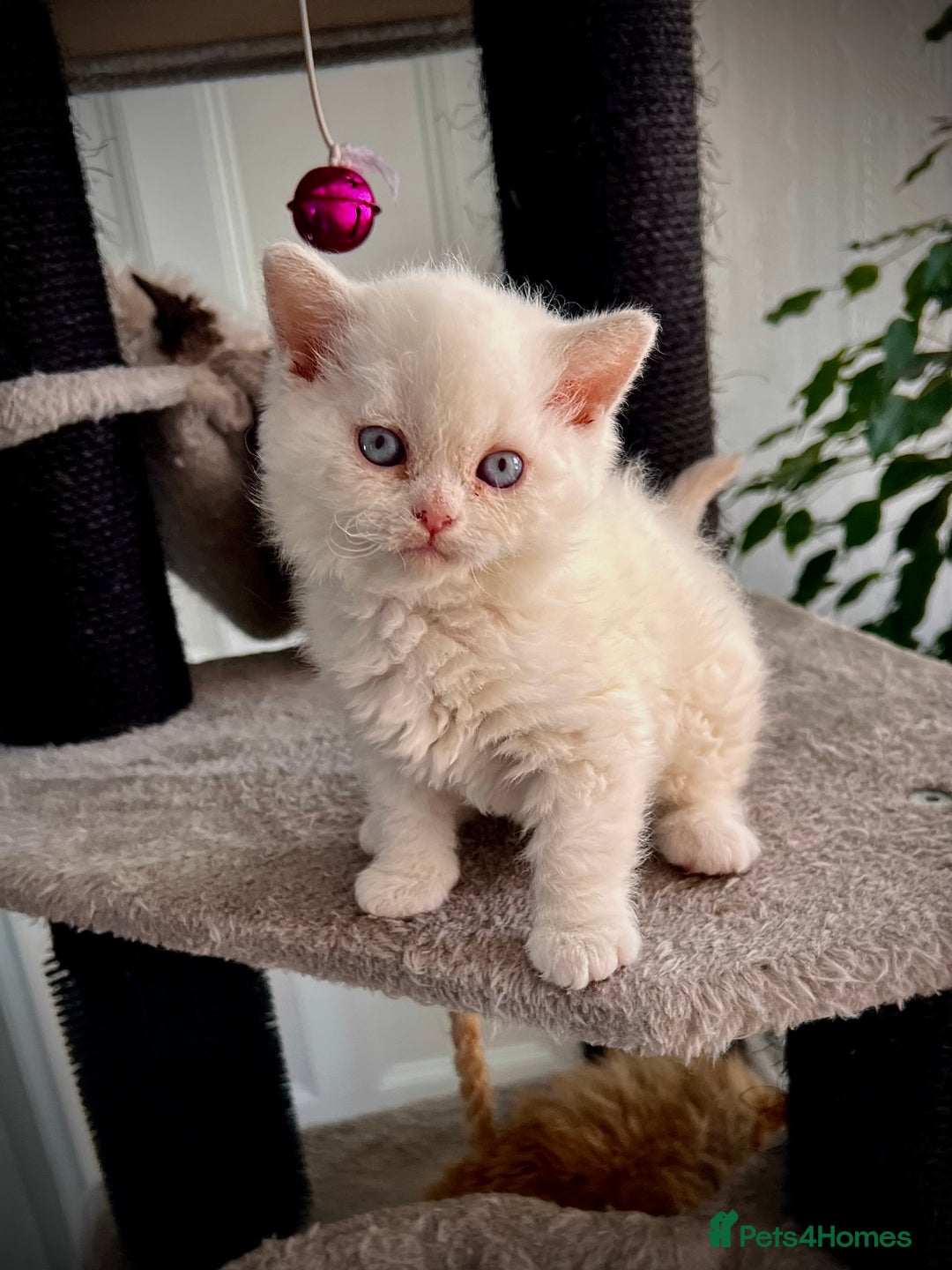 Selkirk Rex cats for sale: SELKIRK REX KITTENS  😻 - Advert 15