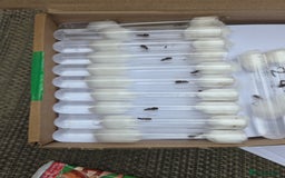 Spiders invertebrates for sale: Selling Lasius Niger mated queens (UK Only) - Image 1