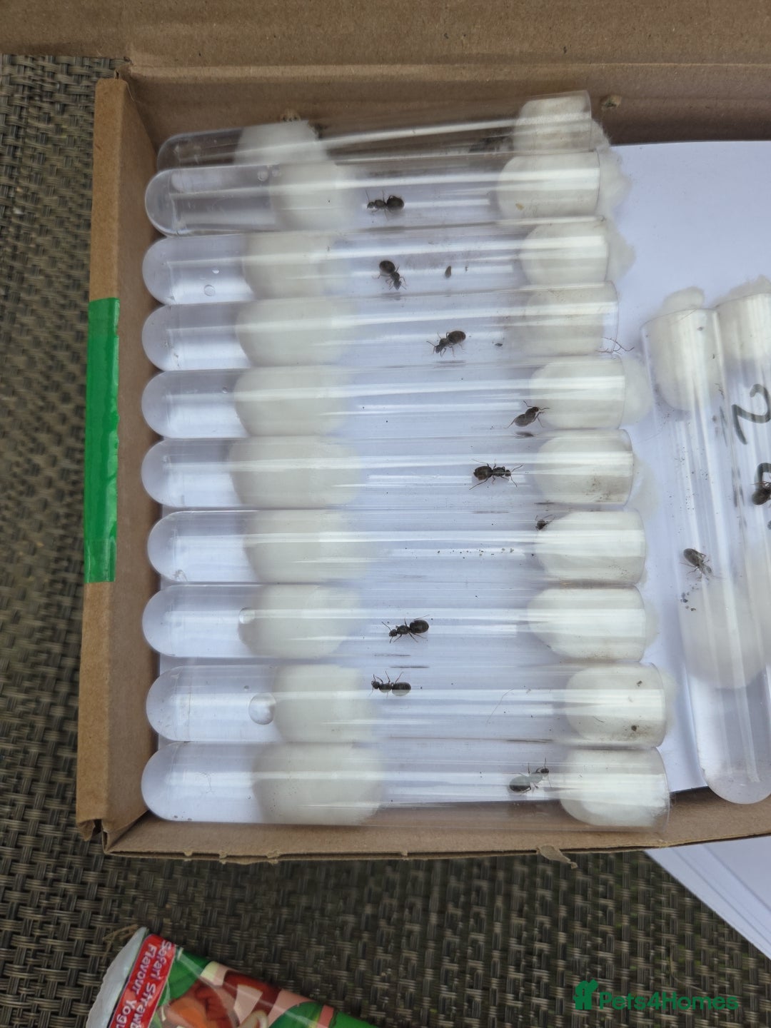 Spiders invertebrates for sale: Selling Lasius Niger mated queens (UK Only) - Image 1