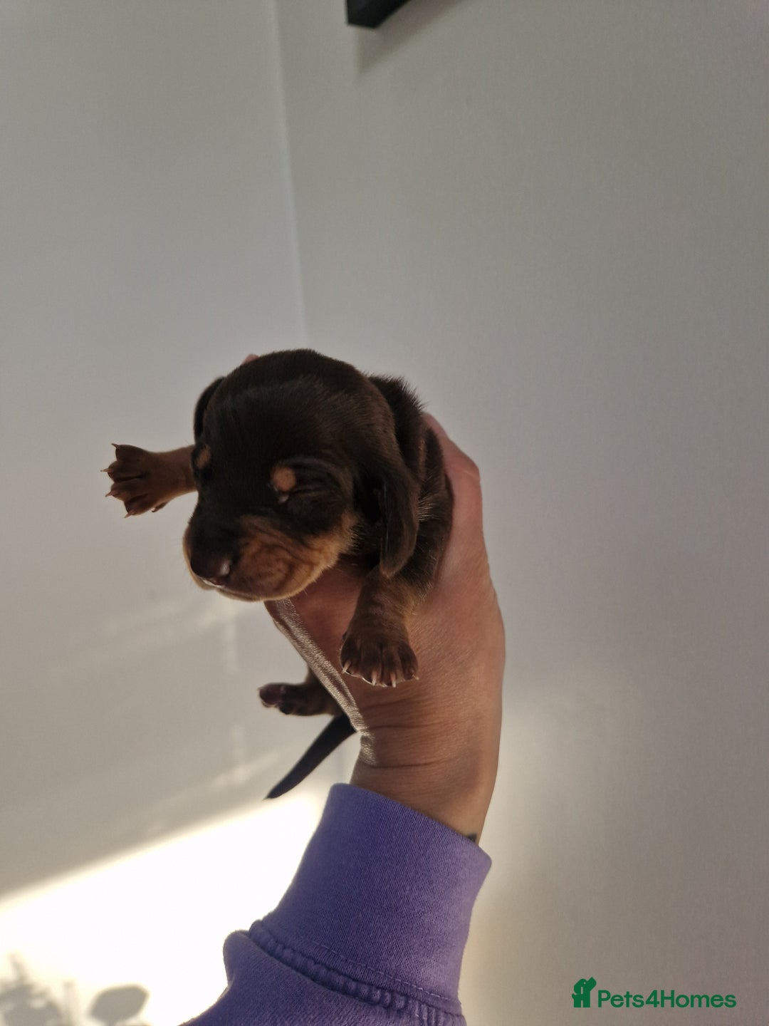 Dachshund dogs for sale: Littre of 7 Dachshund puppies - Image 8