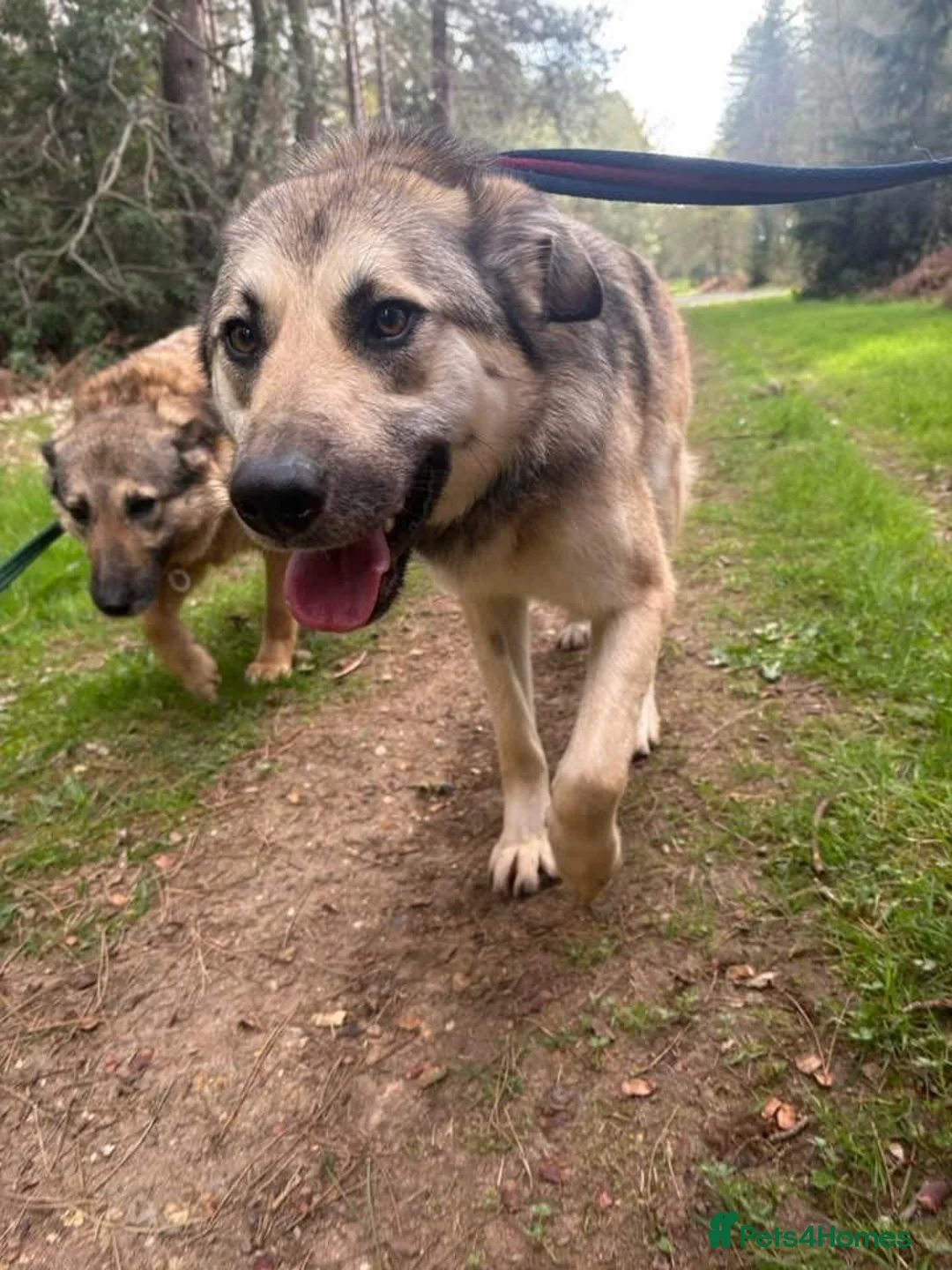 Mixed Breed dogs for adoption: Molly - Norwich Norfolk  - Advert 2