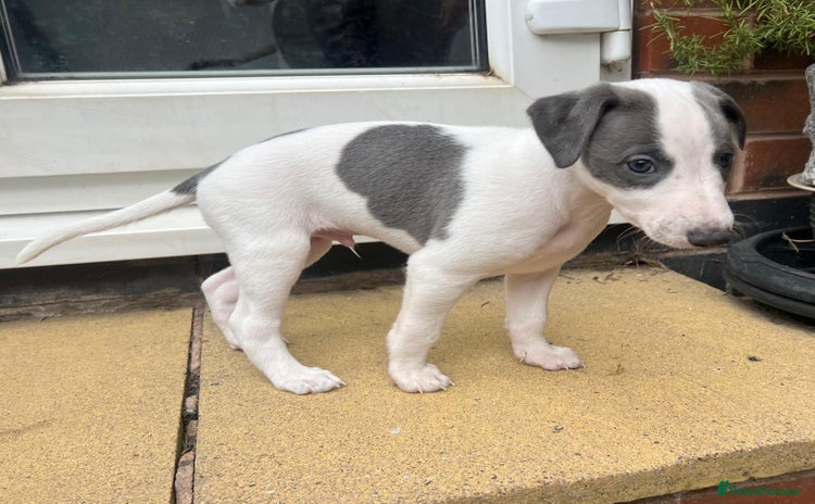 Whippet dogs - Advert 1