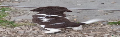 English Springer Spaniel 2