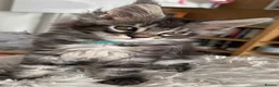 Maine Coon cats for sale: Outstanding show quality Maine coon kittens.  - Advert 15