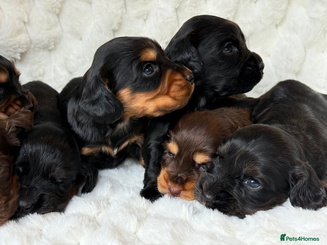 Cocker Spaniel dogs for sale: 🌟Cocker spaniel puppies🌟 - Image 5